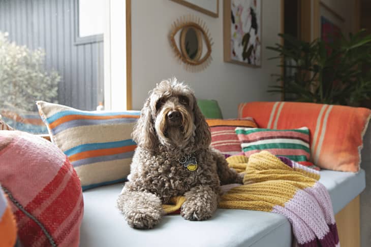 Diaper genie shop for dog waste